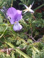 Viola dacica