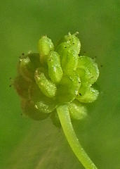 Hydrocotyle