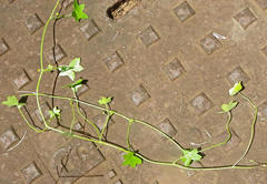 Hydrocotyle