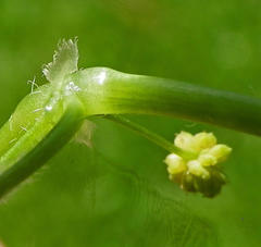 Hydrocotyle