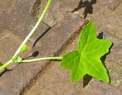 Hydrocotyle