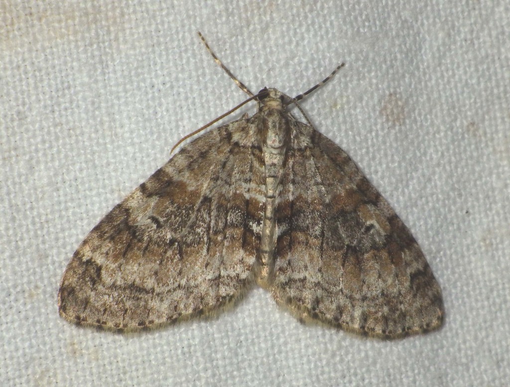 Nothocasis sertata