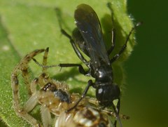 Anoplius caviventris