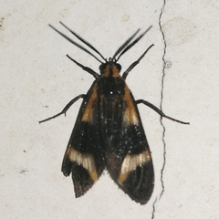 Dycladia lucetius