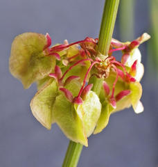 Rumex woodii