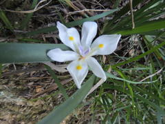 Dietes