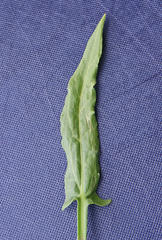 Rumex woodii