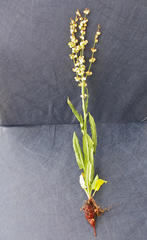 Rumex woodii