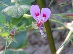 Pelargonium papilionaceum