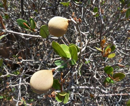 Ancylobothrys capensis (Ancylobothrys capensis)