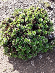 Haplopappus foliosus