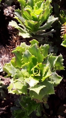 Haplopappus foliosus