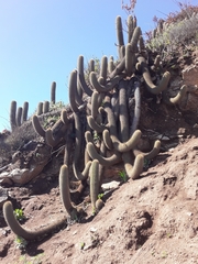 Trichocereus chiloensis litoralis