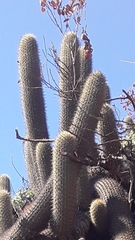 Trichocereus chiloensis litoralis
