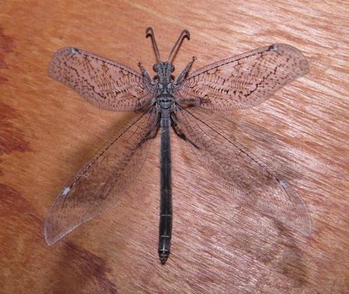 Creoleon mortifer