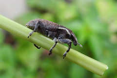 Pseudocleonus grammicus