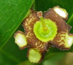 Psidium cattleyanum
