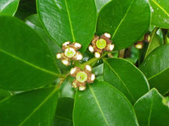 Psidium cattleyanum
