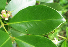 Psidium cattleyanum