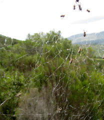 Stegodyphus dumicola