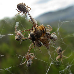 Stegodyphus dumicola