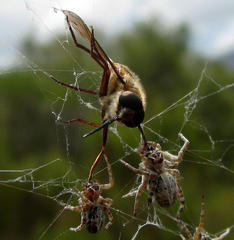 Stegodyphus dumicola