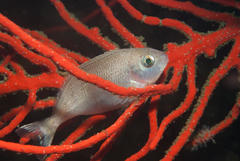 Chirodactylus grandis