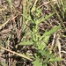 photo of Western Ragweed (Ambrosia psilostachya)