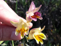 Freesia refracta