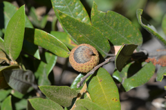 Andricus chrysobalani