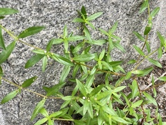 Oldenlandia corymbosa