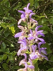 Brillantaisia