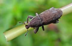 Pseudocleonus grammicus