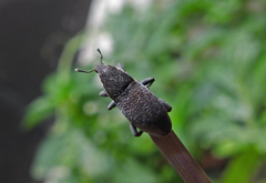 Pseudocleonus grammicus