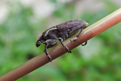 Pseudocleonus grammicus