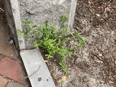 Oldenlandia corymbosa