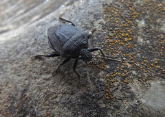 Agatharchus herrichii