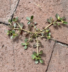 Portulaca oleracea