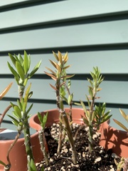 Pereskiopsis diguetii
