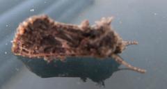 Spodoptera littoralis