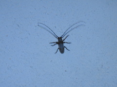 Oncideres cingulata texana