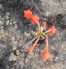 Cyrtanthus contractus
