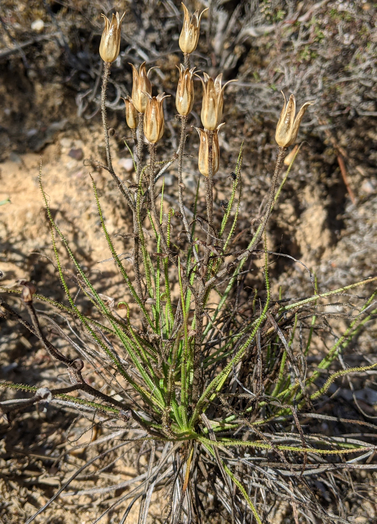 Drosophyllum lusitanicum, Portugal