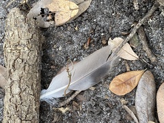 Columba livia domestica