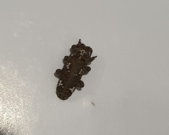 Lepidoptera
