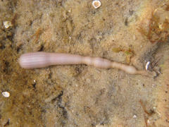 Siphonosoma