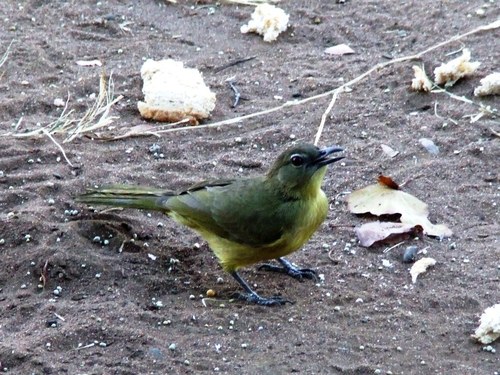 Chlorocichla flaviventris