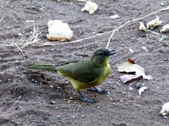 Chlorocichla flaviventris