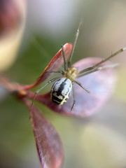Neriene emphana