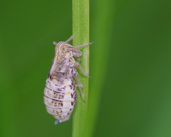 Dicranotropis hamata